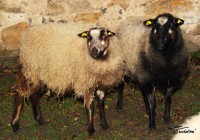 /album/fotogalerie-shetlandske-ovce/farma-melnik-28-foto-grocholova-jpg1/